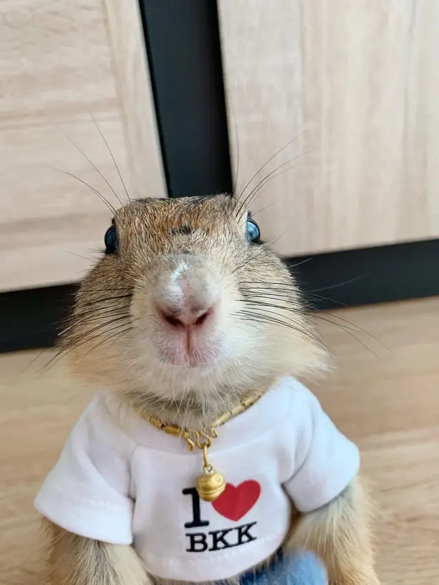 Pimpa Wan