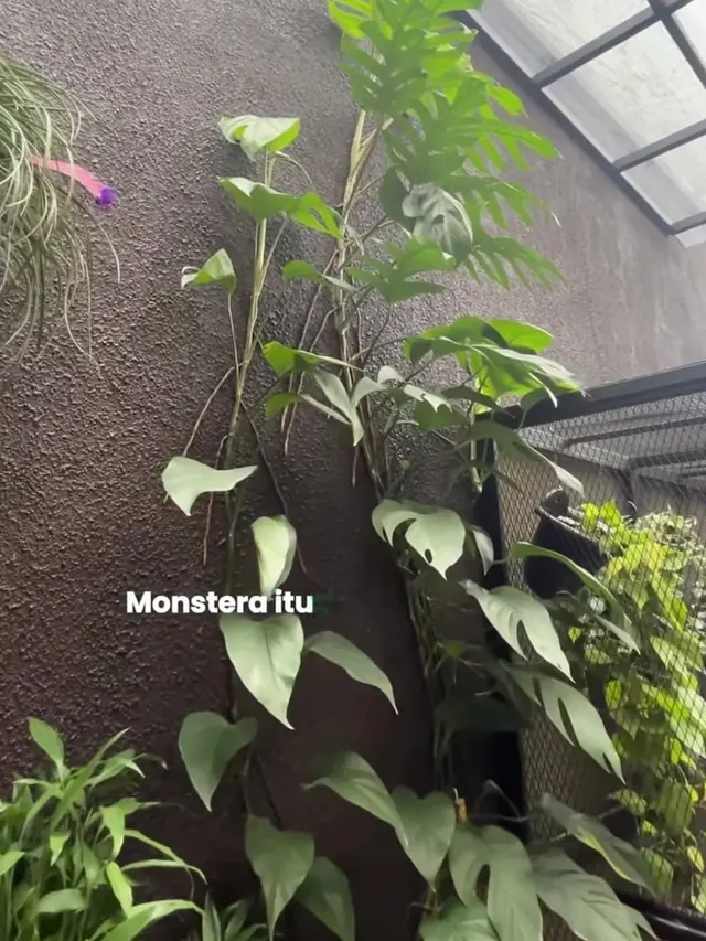 Kebun Rumah Anji