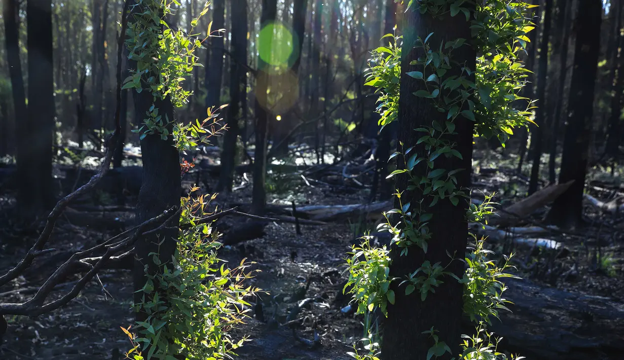 Pohon-pohon kembali bertunas setelah sempat terbakar hangus dalam kebakaran hutan di dekat Teluk Batemans, Australia, Jumat (27/2/2020). Sebanyak 5,8 juta hektare hutan berdaun lebar terbakar antara September 2019 hingga Januari 2020 di negara bagian Victoria dan New South Wales. (Xinhua/Chu Chen)