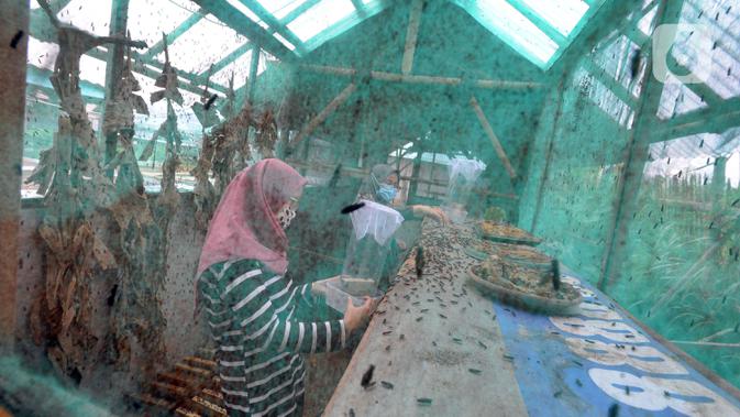 Kaum ibu dari Kelompok Wanita Tani (KWT) Berkah memilih indukan lalat yang akan dijadikan maggot sebagai pakan lele  di Kampung Ramah Lingkungan, Mutiara Bogor Raya, Katulampa, Kota Bogor, Jawa Barat, Minggu (13/12/2020). (merdeka.com/Arie Basuki)
