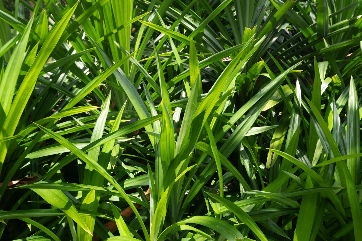 Daun Pandan