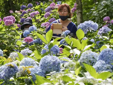 Pengunjung dengan mengenakan masker mengambil gambar bunga hydrangea yang mekar penuh di kuil Hasedera di Kamakura, dekat Tokyo pada Senin (15/6/2020). Karena ada banyak bunga hydrangea yang mekar di sini, kuil ini pun dijuluki sebagai kuil hydrangea. (AP Photo/Koji Sasahara)