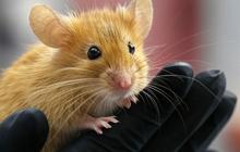Ilmuwan ini Sukses Mengubah Gen Tikus Jadi Berbulu Mirip Mamut Wol