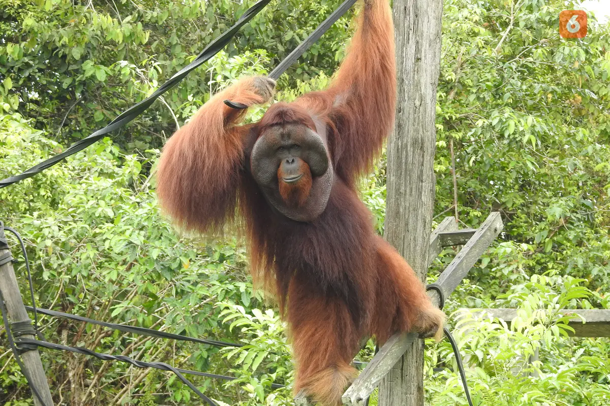 Orangutan