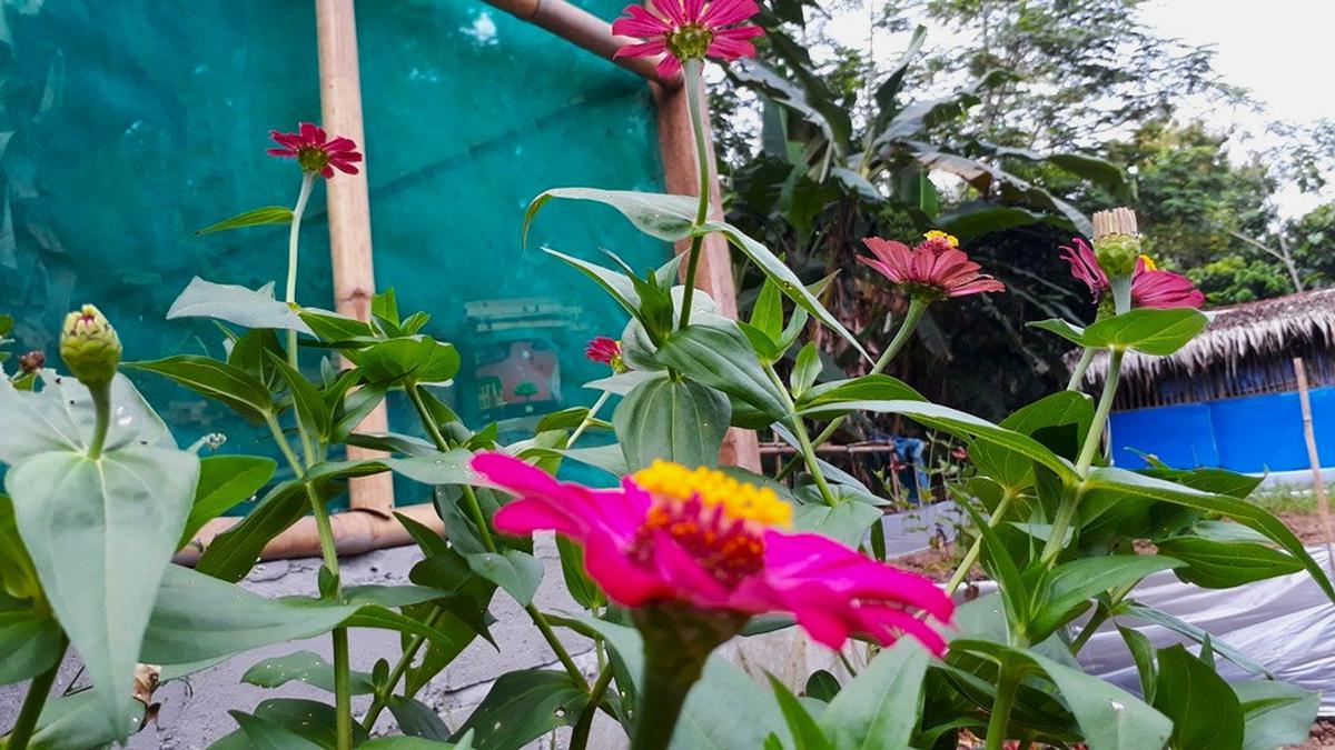 16 Bunga Pembasmi Hama, Tanaman Cantik Disukai Manusia tapi Dibenci Serangga