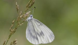 Kupu-kupu Wood White. (dok. Butterfly Conservation/Bob Eade/https://butterfly-conservation.org/butterflies/wood-white)