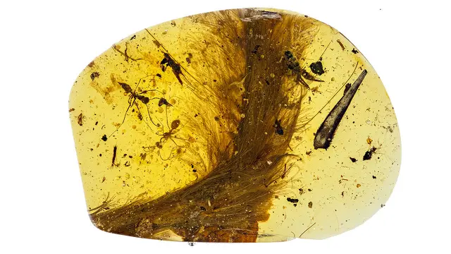 Amber Myanmar (ROYAL SASKATCHEWAN MUSEUM/R. C. MCKELLAR)