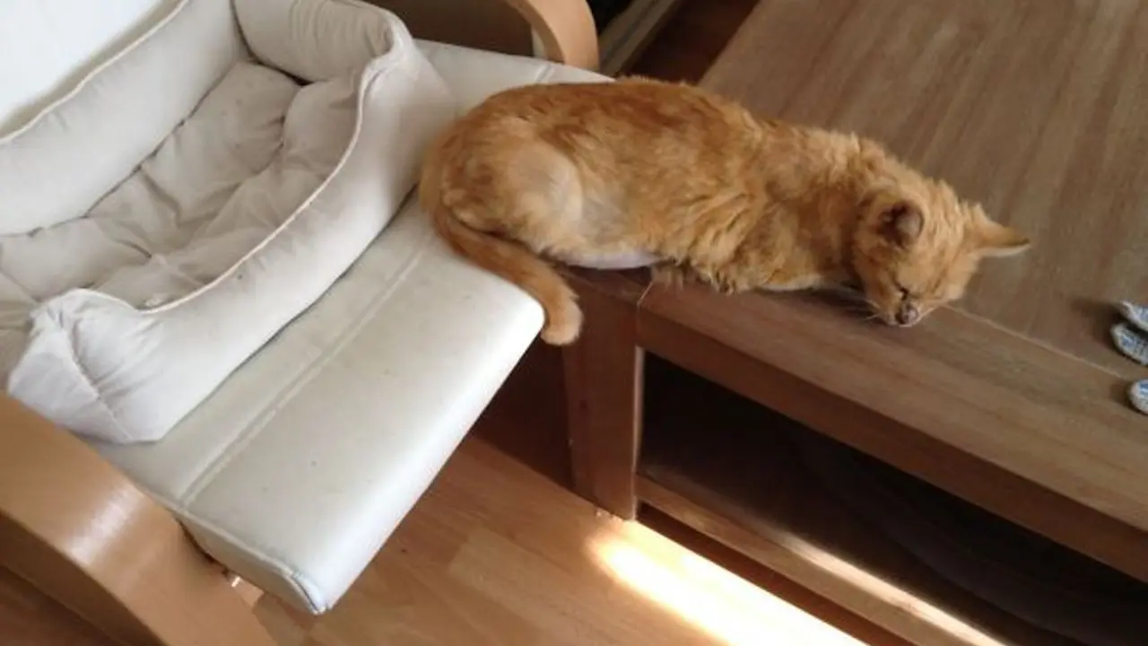Ada Barang Bagus, 10 Kucing Ini Lebih Pilih Benda Usang
