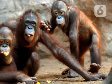 Orangutan Sumatra (Pongo Abelii) makan buah-buahan di Taman Margasatwa Ragunan (TMR), Jakarta, Selasa (23/2/2021). Walau masih tutup akibat pendemi COVID-19, pelayanan terhadap satwa di TMR tetap berjalan setiap hari dan sesuai protokol kesehatan. (merdeka.com/Arie Basuki)