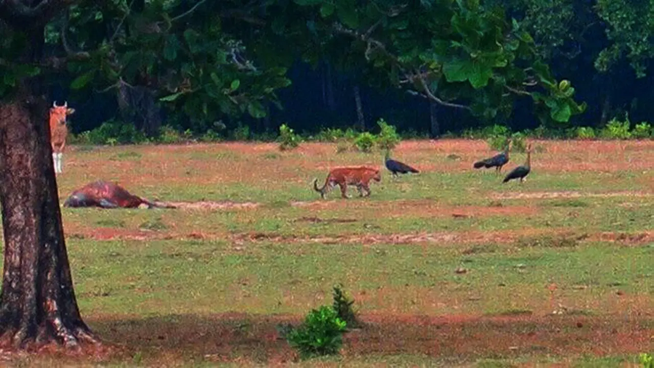 Daftar Merah International Union for Conservation of Nature (IUCN) mengategorikan Harimau Jawa Panthera tigris sondaica sejak 1980-an dan harimau Bali P Tigris Balica telah punah berdasarkan assesment pada 2008 yang dilakukan.