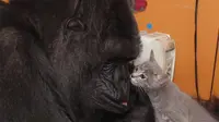 Gorila ini ternyata memilih untuk mengadopsi kucing menjadi anaknya