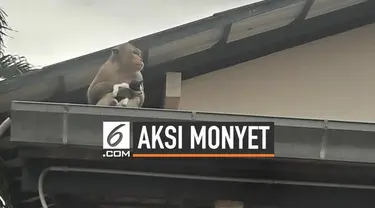 Sebuah video viral di media sosial. Seekor monyet memperlakukan kucing seperti anaknya sendiri. Kucing tersebut terus digendong si monyet kemana pun ia pergi. Tak sampai di situ, monyet juga memberi kucing makan pisang.