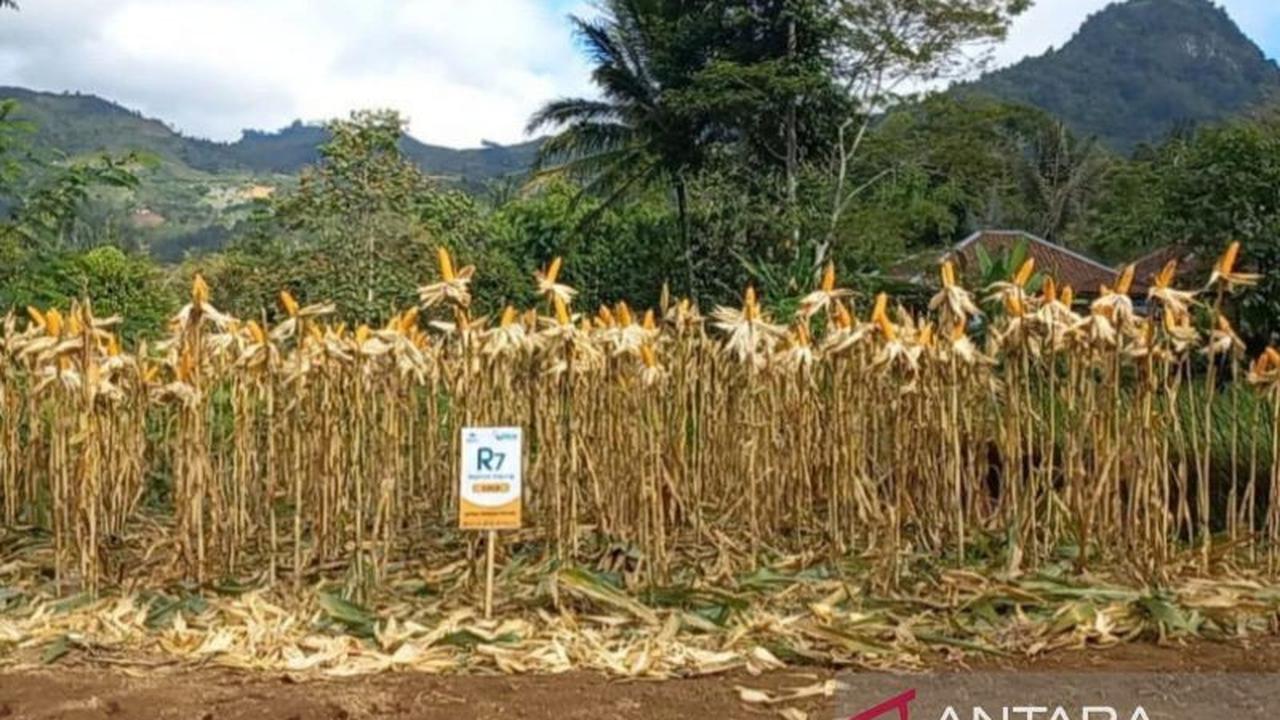 Realisasi Produksi Jagung Garut 2025 Melonjak, Dispertan Optimis Capai Target