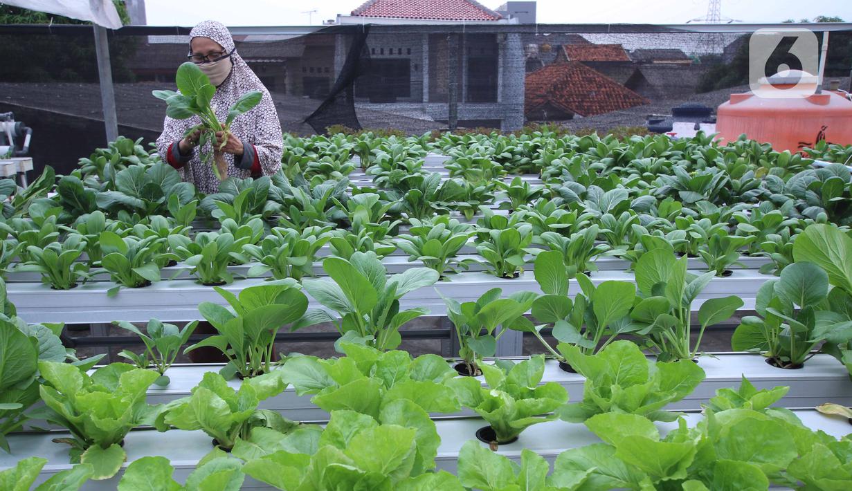 Warga merawat sayuran yang ditanam menggunakan metode hidroponik di atap rumahnya di Ciledug, Kota Tangerang, Banten, Sabtu (24/10/2020). Atap rumah dimanfaatkan untuk budi daya sayuran hidroponik guna menambah pendapatan dan tetap produktif di masa pandemi COVID-19. (Liputan6.com/Angga Yuniar)