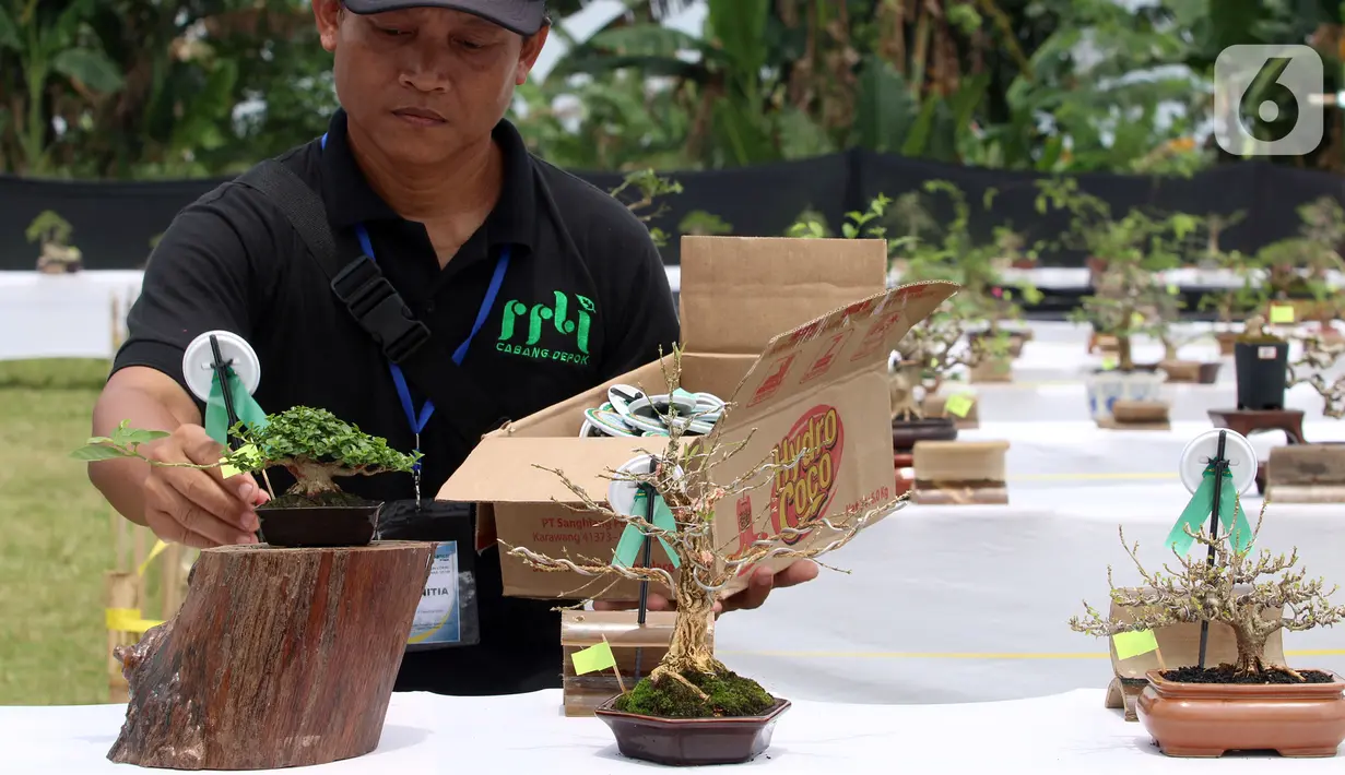 Juri melakukan penilaian saat pameran dan kontes tanaman bonsai di Lapangan Bola Chikal, Tapos, Depok, Jawa Barat, Minggu (4/12/2022). Harga tanaman bonsai tertinggi mencapai Rp 800 juta. (merdeka.com/Arie Basuki)