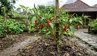 7 Cara Merawat Tanaman Cabai di Musim Hujan agar Tidak Busuk Batang