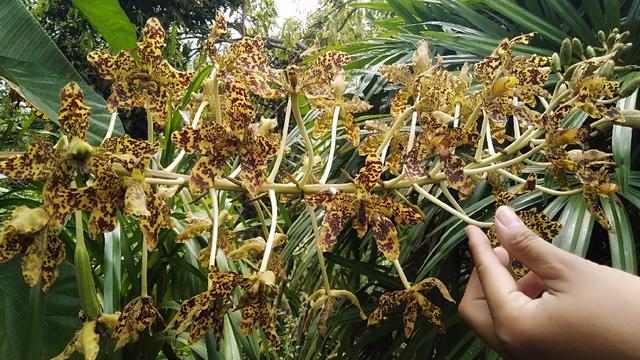 20 Macam Macam Bunga Anggrek  yang Populer di Indonesia 
