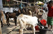 Dinsos DKI kurbankan 19 ekor sapi dan 1 ekor kambing