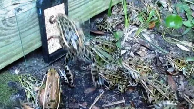 Video Katak harimau atau leopard frog serang ponsel (Youtube)