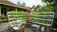5 Potensi Kebun Hidroponik Sederhana di Desa tapi Hasilnya Bisa untuk Usaha Kecil