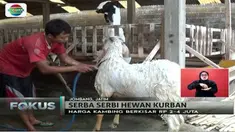 Masalah bau kambing kerap membuat pengunjung yang hendak mencari hewan kurban merasa tidak nyaman.