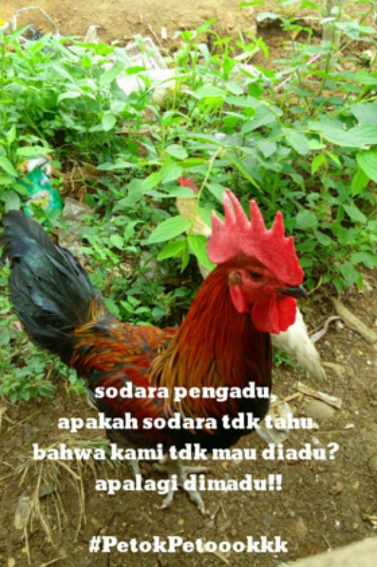 Ini meme #PertanyaanMKD yang bikin ketawa sampai sakit perut