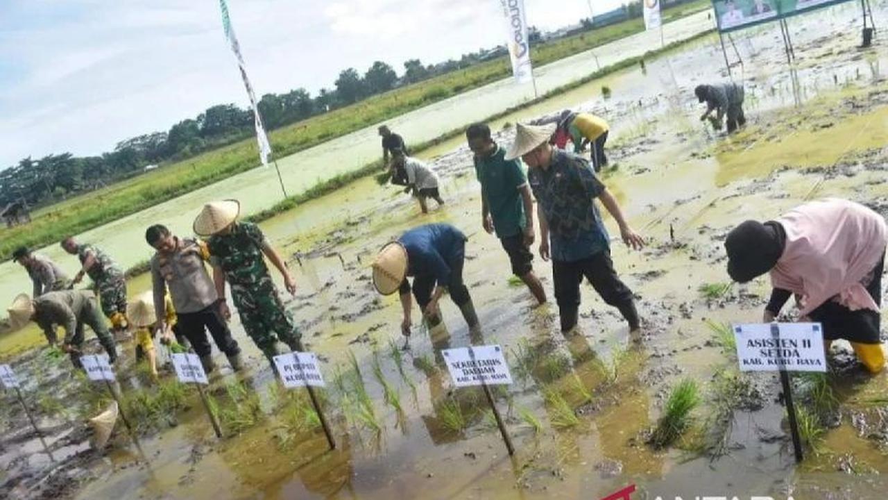 Kubu Raya Genjot Optimalisasi Lahan Food Estate, Targetkan Panen Dua Kali Setahun