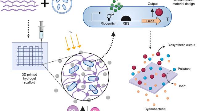 Bakteri Bunuh Diri Demi Memurnikan Air
