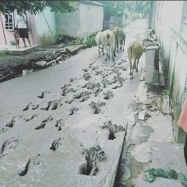 6 Potret Hewan Jalan di Semen Basah Ini Bikin Elus Dada