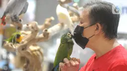 Penggiat hewan eksotis mencium burung macaw asal Amerika Selatan dalam acara Exotic Pet Garden di Mall Alam Sutera, Tangerang Selatan, Selasa (16/11/2021). Beragam jenis binatang peliharaan dijual dengan harga antara Rp 100 ribu hingga ratusan juta rupiah. (merdeka.com/Arie Basuki)