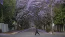 Seorang pria berlari melewati jalan yang ditumbuhi pohon jacaranda yang sedang mekar di Johannesburg, Afrika Selatan pada 20 Oktober 2022. Sayangnya, penanaman Pohon Jacaranda baru telah dilarang lantaran pertumbuhan akarnya dianggap dapat menyebabkan kerusakan lingkungan sekitarnya. (Photo by Michele Spatari / AFP)