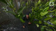 Pekerja menanam bibit bakau jenis Rhizophora di Kawasan Hutan Lindung  Angke, Jakarta Utara, Sabtu (31/10/2020). Pemprov DKI melakukan penanaman sebanyak 160 ribu bibit bakau yang ditanam sebagai upaya perlindungan dan konservasi kawasan pesisir Jakarta. (merdeka.com/Imam Buhori)