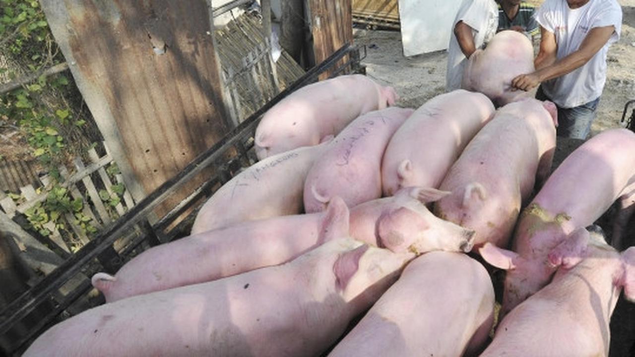 Pemindahan ratusan babi dari bantaran Sungai Cisadane