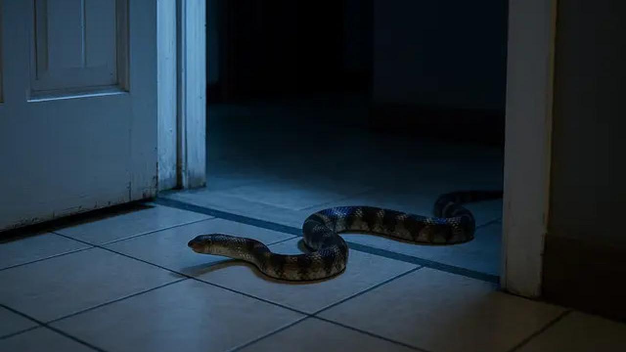 Kenapa Ular Bisa Masuk Rumah? Ini Penyebab dan Cara Mencegahnya
