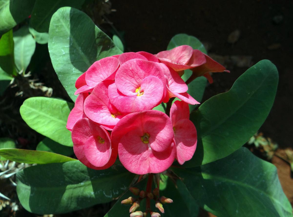 Euphorbia