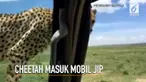 Rekaman video seorang pria yang merekam saat cheetah masuk ke dalam mobil jip miliknya.