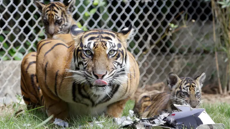 Harimau Sumatera Berhasil Dikembangkan di Bali