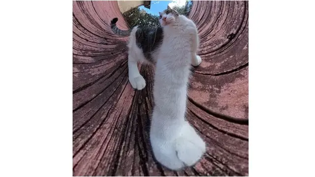 6 Potret Kucing saat Selfie Pakai Kamera 360 Derajat, Gayanya Jadi Konyol