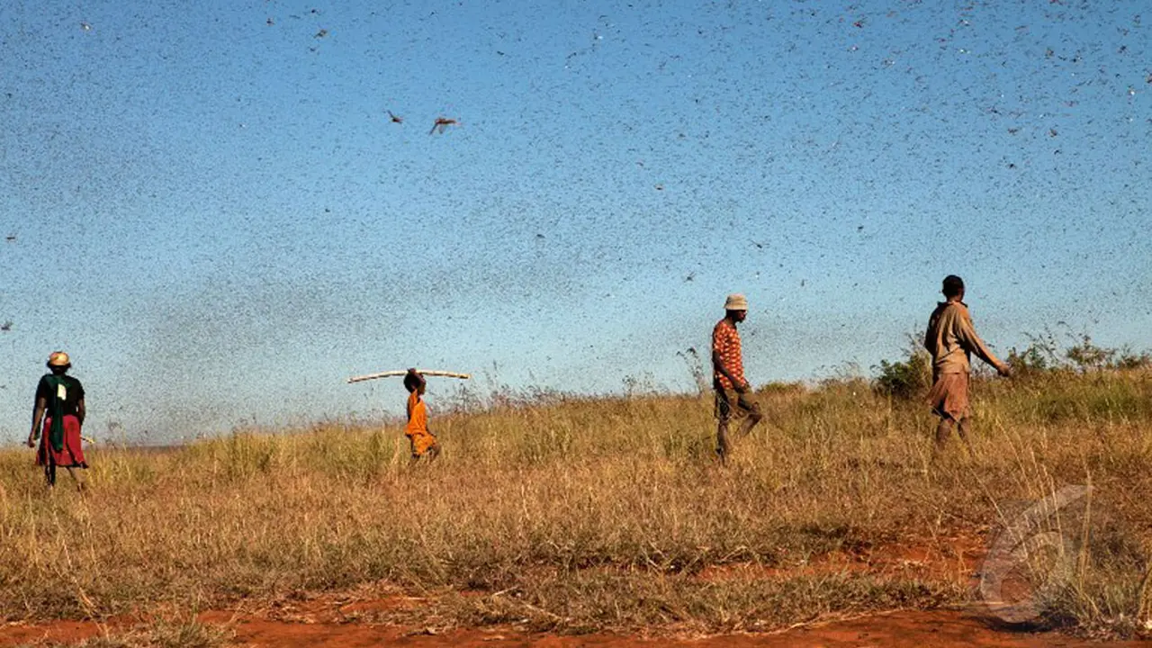 Diserbu Jutaan Belalang, Madagaskar Terancam Kelaparan