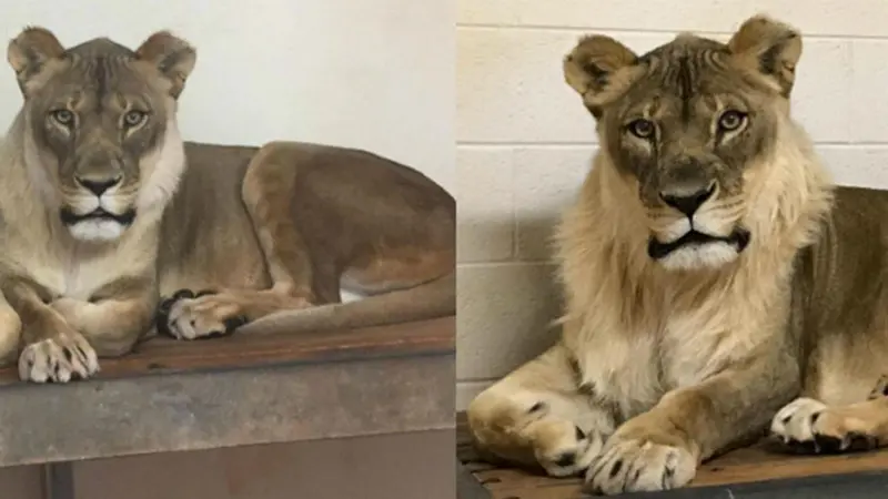Bridget, singa betina di Kebun Binatang Oklahoma yang punya surai mirip jantan (Oklahoma City Zoo)