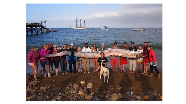 8 Hewan Terbesar Ini Pernah Ditangkap Nelayan di Berbagai Negara, Bikin Melongo