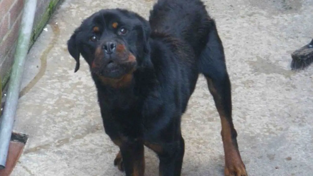 Tega, Anjing Ini Dibiarkan Kelaparan Selama 6 Minggu!
