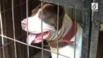 Kepolisian belum menetapkan tersangka atas peristiwa tewasnya Sasa akibat digigit anjing pitbull di rumahnya, Jalan Candi Penataran 10 Kota Malang, Jawa Timur.