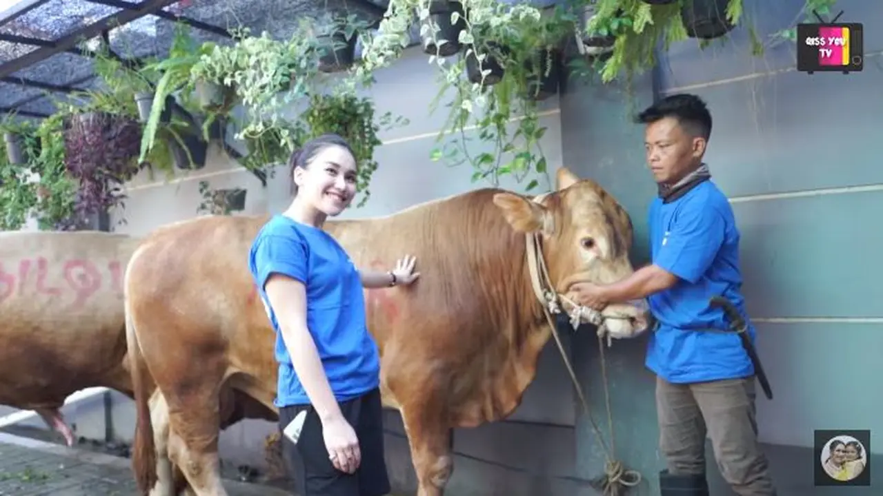 Ayu Ting Ting qurban 3 ekor sapi jumbo (Instagram/ayutingting92)