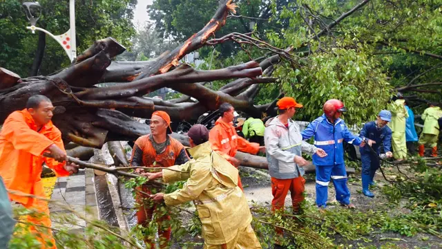 Penampakan 5 Mobil yang Tertimpa Pohon Besar di Dharmawangsa hingga Tewaskan 1 Orang (X TMCPoldaMetro)