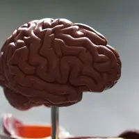 Perbedaan yang mendasar pada kedua fungsi bagian otak kanan kiri adalah kemampuan dominan yang dimiliki oleh manusia. (Foto: Unsplash/Ross Sneddon)