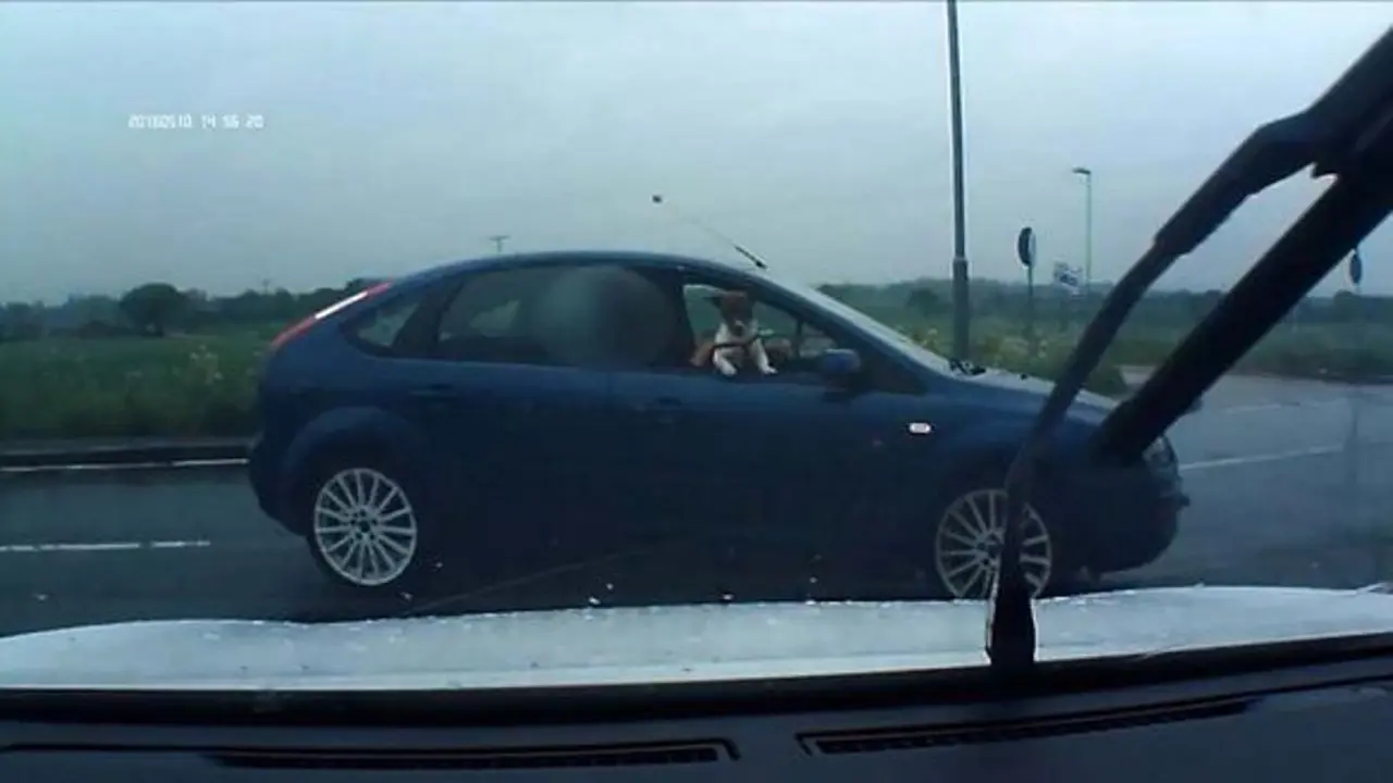 Mengejutkan, Anjing Ini Terekam Kamera Sedang Mengendarai Mobil?