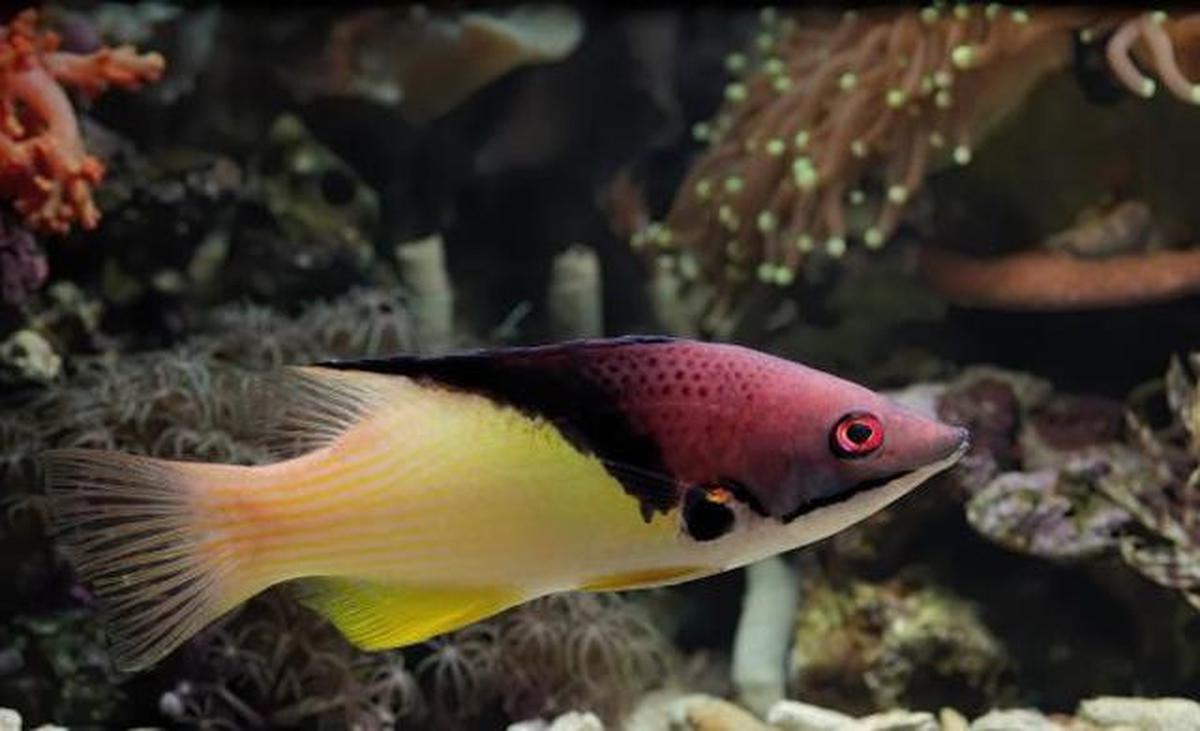 Jenis Ikan Kecil yang Bisa Diternak di Galon, Perawatan Mudah Cocok untuk Usaha Rumahan