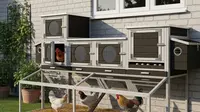 8 Model Kandang Ayam Nempel di Tembok Rumah Lahan Sempit, Pastikan Peliharaan Nyaman