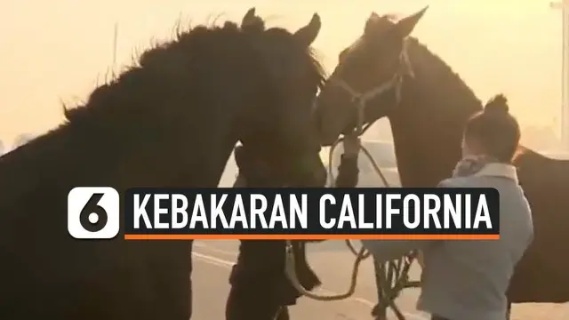 Kebakaran besar melanda beberapa area di kota California, Amerika Serikat, Rabu (30/10/2019) kemarin. Warga dan kuda peliharaan mereka segera mengevakuasi diri. Namun, terjadi pemandangan yang tidak biasa, seekor kuda jantan kembali ke hutan untuk se...